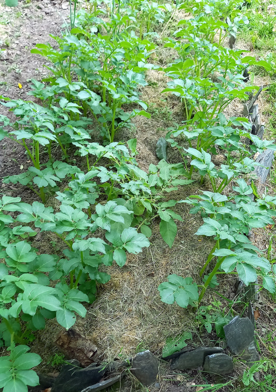On peut utiliser la tonte de jardin pour butter ses pommes de terre, c'est très efficace ! 