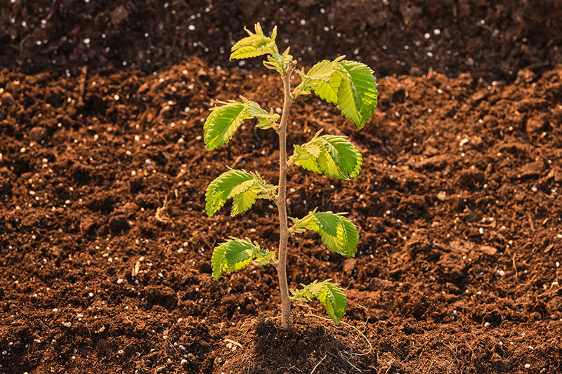 Retrait de la commande Achat groupé d’arbres forestiers